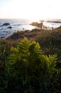 coastal fern soaking in the sun